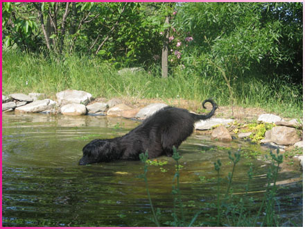 Lucy-Ariel in search of frogs - her favorite sport!