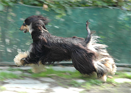 'Shogun' running free! April 10, 2005