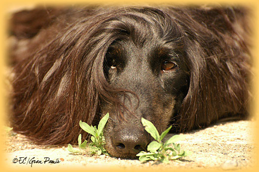 Venus Spring 07 - The most beautiful Nose in the world!