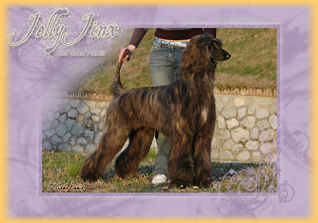 Introducing... Jelly Jinx del Gran Pamir