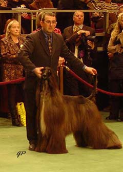 BIS Am Ch Mijkhel Thats It Thats Tron at Westminster