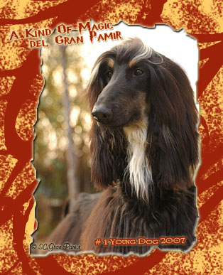 A KIND OF MAGIC DEL GRAN PAMIR - 13 months old
