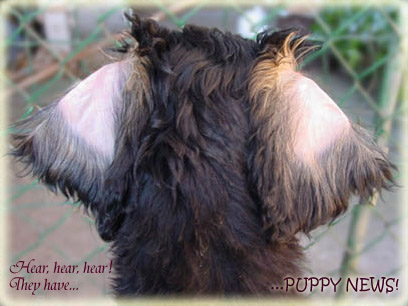 Ready, steady, go... to the Litters page :-D