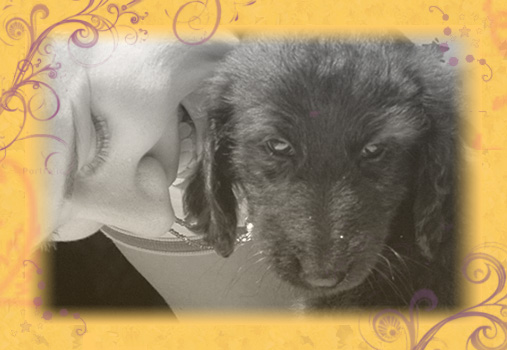 ... There's Nothing Like Afghan Puppies ...