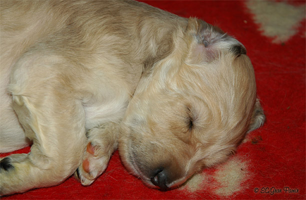 3 weeks old