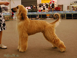 Diggory 9 months old