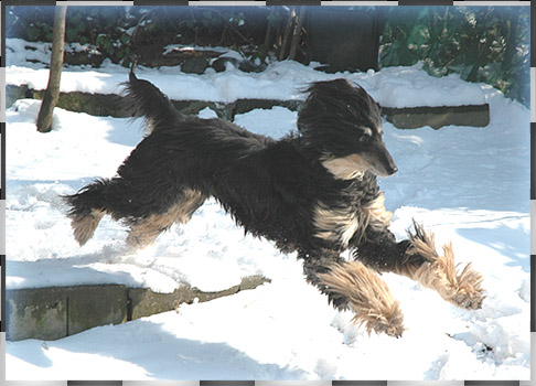 Feb 28 '05, The fittest Freddie ever at the tender age of 12!