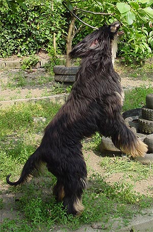 Freddie in action - 11 yrs young!