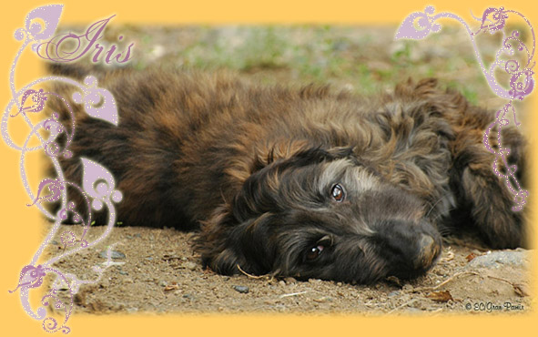 "IRIS" 4 months old