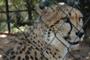 Wild life
