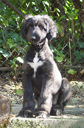 2 months old