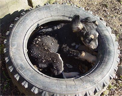 Seth - the Afghan R-Hound!