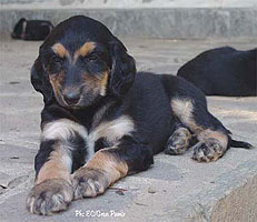 Limone as a puppy