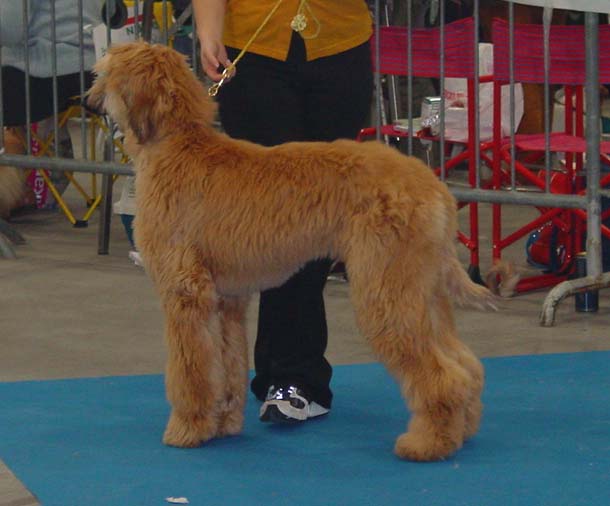 Nelle waiting in the ring