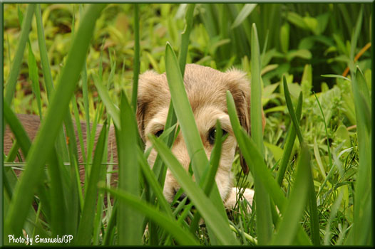 Olympia loves to hide!!