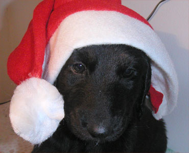 Happy Holidays!