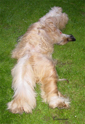 Samir resting