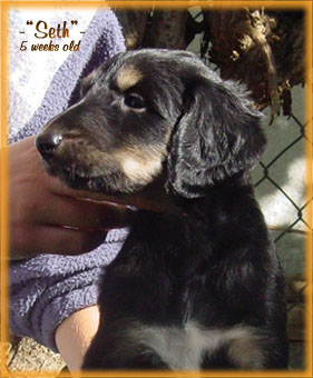 Baby "Seth" @ 5 weeks old, October 17 '04