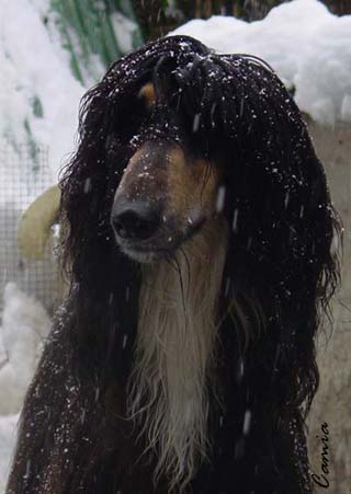 Shogun enjoying the snow! February 2004