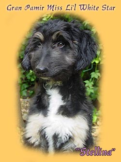 Stellina
