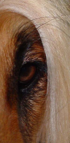 Particular of Swanie's eye - Ph taken by Emanuela