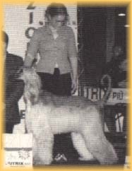 Swanie's Gr 3, pic taken from Italy's #1 Dog Magazine