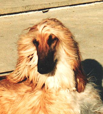 Head Study of "Swanie" in Spring