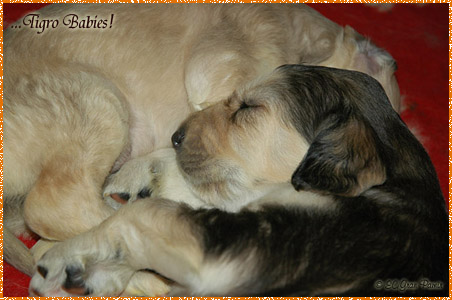 Tigro & Gilda babies... 