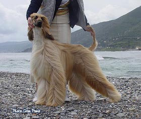 Handsome Tuuli