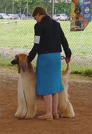Breed judging