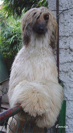 The guardian dog, Tuuli!
