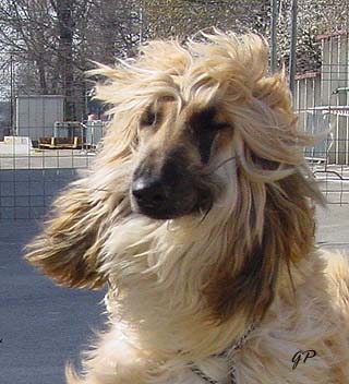 Enjoying the wind... March 03