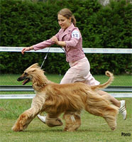 Tuuli