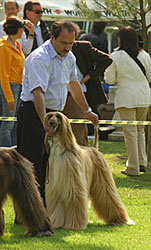 Open Class & later CAC Winner