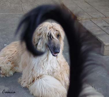 Tuuli seen through Shogun's tail...