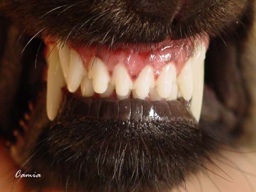 Tuuli's Teeth ;-)