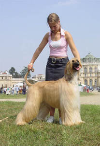 TUULI