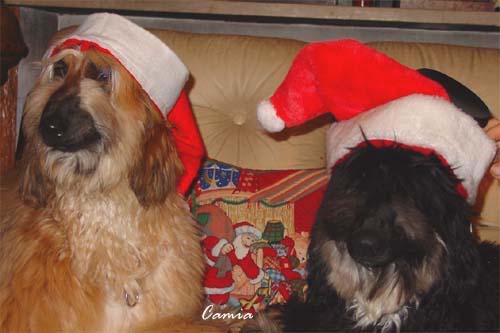 Happy Xmas from Tuuli & Venus!
