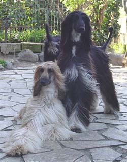 Beautiful April Sisters - Tuulis & Venus