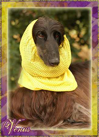 'Venus' with her favorite Swedish snood :-)  -  May '07