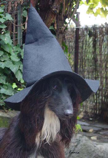 "Little Witch Venus" celebrated Halloween too!