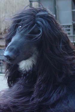 A 2004 Venus: "Excuse me, what do you want??"