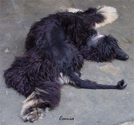 Venus - no, she's not from the circus...