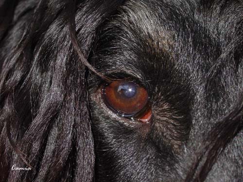 Venus' eye