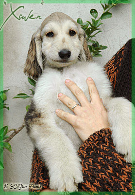Hello, I'm "Xaver"! 