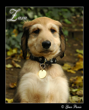 Little "Zara" GP Crystal N Cream Cloud - Leon's new friend!