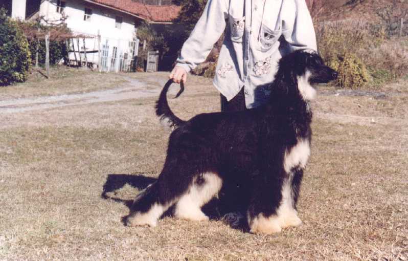 Millah as a puppy